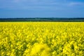 Yellow raps field and blue sky, beautiful country view Royalty Free Stock Photo