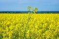 Yellow raps field and blue sky, production of raps oil Royalty Free Stock Photo