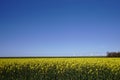 Yellow raps field and blue sky Royalty Free Stock Photo