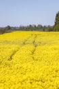 Yellow Raps Field near forest in Spring Royalty Free Stock Photo