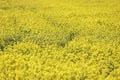 Yellow Raps Field near forest in Spring Royalty Free Stock Photo