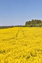 Yellow Raps Field near forest in Spring Royalty Free Stock Photo