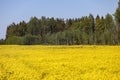 Yellow Raps Field near forest in Spring Royalty Free Stock Photo