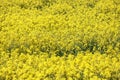 Yellow Raps Field near forest in Spring Royalty Free Stock Photo