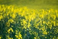 Raps field blooming close up