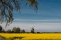 Yellow raps field with windmill