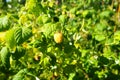 Yellow Raspberries. Growing Organic Berries Close up. Ripe Raspberry In The Fruit Garden. Large-fruited remontant Royalty Free Stock Photo