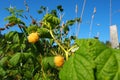 Yellow Raspberries. Growing Organic Berries Close up. Ripe Raspberry In The Fruit Garden. Large-fruited remontant Royalty Free Stock Photo