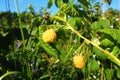 Yellow Raspberries. Growing Organic Berries Close up. Ripe Raspberry In The Fruit Garden. Large-fruited remontant Royalty Free Stock Photo