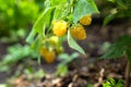 Yellow raspberries, growing organic berries Close up