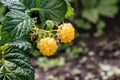 Yellow raspberries ripen in the garden. Useful Vitamin Food_