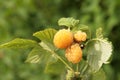 Yellow raspberry Royalty Free Stock Photo