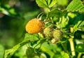 Yellow raspberry bush Royalty Free Stock Photo