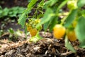 Yellow raspberry on the branch