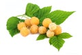 Yellow raspberry branch isolated on white Royalty Free Stock Photo