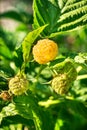 Yellow raspberry bush Royalty Free Stock Photo