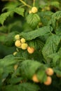 Yellow Raspberry Bush in the Garden