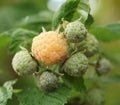 Yellow raspberry on the bush. Royalty Free Stock Photo