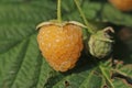 Yellow raspberry in the garden to grow for a delicious tast