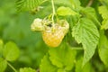 Yellow raspberry on a green background. Raspberries on a bush in the garden. Yellow raspberries ripened on the bush.