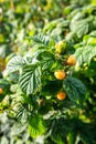 Yellow raspberry growing on bush. Unusual color of fruit, but taste very similar to red berries. Royalty Free Stock Photo