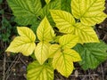 Yellow raspberry leaf - chlorosis, nutrient deficiency. Royalty Free Stock Photo