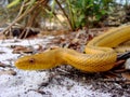 Yellow Rat Snake Royalty Free Stock Photo