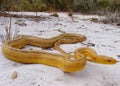 Yellow Rat Snake Royalty Free Stock Photo