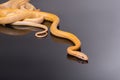 Yellow Rat Snake on black background Royalty Free Stock Photo