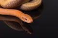 Yellow Rat Snake on black background Royalty Free Stock Photo