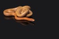 Yellow Rat Snake on black background Royalty Free Stock Photo