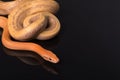 Yellow Rat Snake on black background Royalty Free Stock Photo