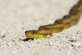 Yellow Rat Snake Royalty Free Stock Photo