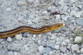 Yellow Rat Snake Royalty Free Stock Photo
