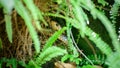 Yellow rat snake Garadiya hiding in the bush Royalty Free Stock Photo