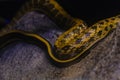 Yellow Rat Snake, a large and bright yellow striped snake of the