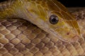 Yellow ratsnake Royalty Free Stock Photo