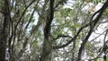 Yellow ratsnake on a tree