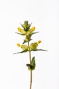 Yellow Rattle - Rhinanthus minor