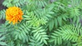 Yellow ray flower Cosmos caudatus on green leaf background Royalty Free Stock Photo