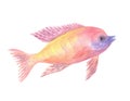 Yellow-red African cichlid