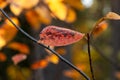 Yellow-red alder leaf with water drops in the autumn forest Royalty Free Stock Photo