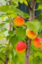 Yellow-red apricots hang and ripen on a tree branch.Texture or background Royalty Free Stock Photo