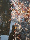 yellow and red autumn leaves under my feet in a puddle