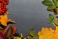 Yellow and red autumn leaves on a dark gray background. Autumn composition for design Royalty Free Stock Photo