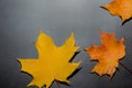 Yellow and red autumn leaves on a dark gray background. Autumn composition for design Royalty Free Stock Photo