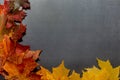 Yellow and red autumn leaves on a dark gray background. Autumn composition for design Royalty Free Stock Photo