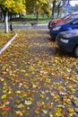 Yellow and red autumn leaves, fallen on asphalt and cars