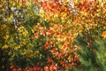 Yellow and red autumn leaves on trees.