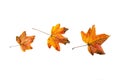 Yellow/Red autumn leaves on white background Royalty Free Stock Photo